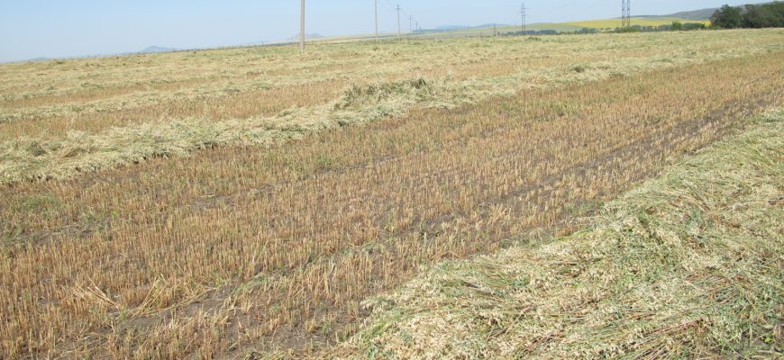 На Востоке скошены первые 14 тысяч га зерновых